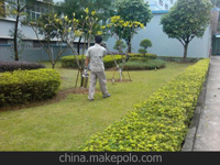 南寧第45屆體操世界錦標(biāo)賽主賽場(chǎng)、訓(xùn)練場(chǎng)病媒生物防制工作